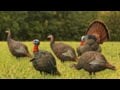 Avian X LCD Turkey Decoys Product Profile