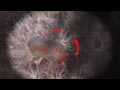 Bushnell's NEW ActivSync Display Technology