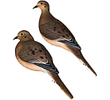 Image of Avian X AXP Full Body Dove Decoys