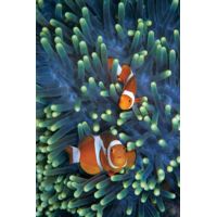 iCanvas Clown Anemonefish Pair In Sea Anemone Tentacles, Celebes Sea by Hiroya Minakuchi - Canvas Print