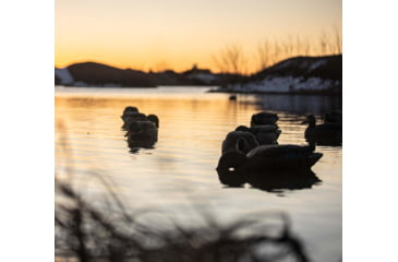 Image of Avian X Top Flight Duck Decoy, Back Water Mallard, 6 pk, AVX-AVX8070