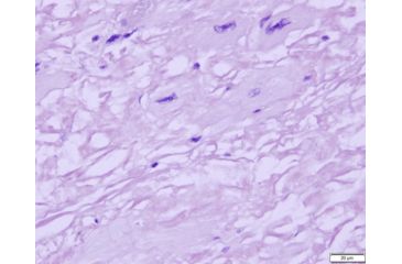 Image of Azer Scientific Control SLIDE, Amyloid ESCS-106