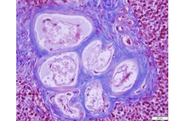 Image of Azer Scientific Control SLIDE, Trichrome ESCS-129