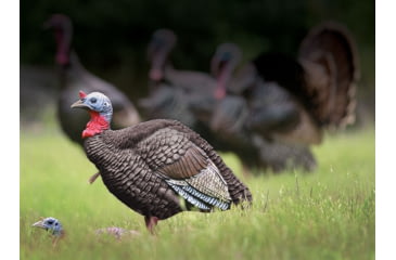 Image of Higdon Outdoors Hard Body 1/4 Strut Jake Turkey Decoy, 63144