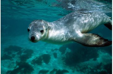 Image of iCanvas Australian Sea Lion Underwater Portrait, South Australia by Hiroya Minakuchi Canvas Print, Multi, 18x12 HIM6-1PC3-18x12
