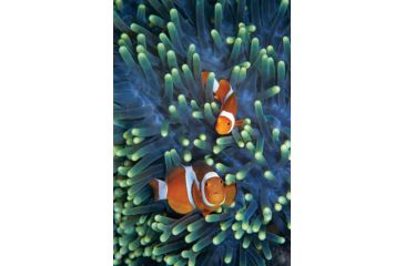 Image of iCanvas Clown Anemonefish Pair In Sea Anemone Tentacles, Celebes Sea by Hiroya Minakuchi Canvas Print, Multi, 18x12 HIM13-1PC3-18x12