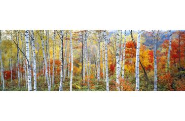 Image of iCanvas Fall Trees, Shinhodaka, Gifu, Japan by Panoramic Images Canvas Print, Multi, 36x12 PIM2427-1PC3-36x12