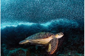 Image of iCanvas Turtle And Sardines by Henry Jager Canvas Print, Multi, 18x12 OXM1507-1PC3-18x12