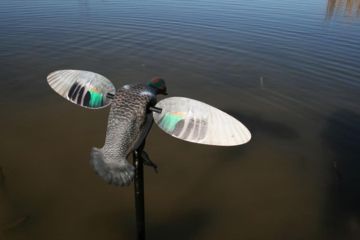 Image of Mojo Green Wing Teal Decoy, Elite Series HW2474