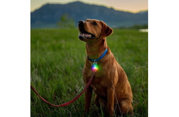 Image of Nite Ize SpotLit Rechargeable Collar Light, Disc-O Tech, PSLGSR-07S-R6