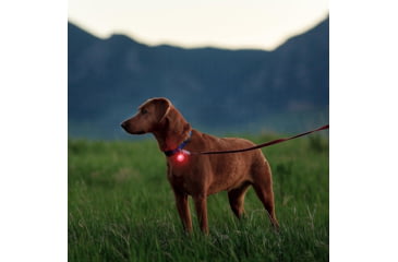 Image of Nite Ize SpotLit Rechargeable Disc-O Tech Collar Light, Classic, PSLGSR-07S-R6