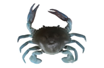 Image of Savage Gear 3D TPE Crab Soft Bait, Pack of 1, 1in, Blue Crab, 1587137