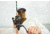 Rapala AL13 Spinning Reel 6.2:1 Speed Ratio, Salt, Black, 3, AL13-6.2-3.0