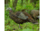 Avian X Turkey Decoy, Breeder, AVX-AVX8008