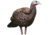 Avian X Turkey Decoy, Breeder, AVX-AVX8008