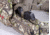 Badlands 2200 Hunting Pack, Approach, 21-12155