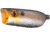 Bass Mafia Cannonball Poppin Frog Swimbait, Nasty Gill, 2.6in, BMCPF-26-NSG