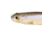 Bass Mafia Daingerous Swimbait, Blackback Shad, 6in, BMD-6-BBS