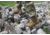 Belleville Khyber Hot Weather Multi-Terrain Boot - Mens, Coyote, 9, Wide, TR550 090W