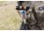Blue Force Gear Helium Whisper Trauma Kit Pro Supplies, MultiCam, HW-TKN-MED-PRO-MC