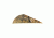 Bohning Blazer Vanes, Camouflage 36 pk. 10831CAMO2