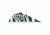 Bohning Blazer Vanes, White Tiger 36 pk. 10831WT2