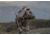 Browning Speed Bino Hub, Major Brown, 12987