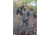 DSG Outerwear Ava 3.0 Jacket - Womens, Mossy Oak Bottomland, 2XS, 512348
