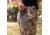 DSG Outerwear Foraging Leggings - Womens, Mossy Oak Obsession, Extra Large, 515219