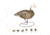 Final Approach Last Pass HD Blue Goose,Full Body Field Outfitters 6 Pack 474199