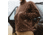 First Lite Challis Fleece Jacket - Mens