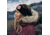 Fjallraven 1960 Logo Headband, Black, One Size, F87082-550-OneSize