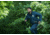 Flying Cross 2-in-1 Duty Jacket - Mens, LAPD Navy, Long, Large, 5750086LARGELONG