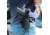 Galco Wraith 2 Belt/Paddle Holster, Glock 43, Black, Left, W2-801RB