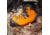 HAIX Mens Protector Prime Work Boot, Orange, 10, 603102W-10