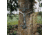 Hawk Treestands Hawk Helium Climbing Stick 1208497