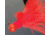 Hawken Outdoors Aerojig Marabou Jig 1/8 oz, Number 1 Hook, Flame, AJM18109