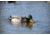 Higdon Outdoors 52053 XS Battleship Swimmer Mallard Drake Green/Brown Rechargeable