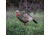 Higdon Outdoors Hard Body 1/4 Strut Jake Turkey Decoy, 63144