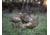 Higdon Outdoors Hard Body 1/4 Strut Jake Turkey Decoy, 63144