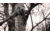 Hooyman Saws Cordless 40 Volt Lithium Pole Saw 655236