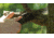 Hooyman Saws Megabite Hunters Combo W/ Bone/Wood Handsaw, Black/Green, 110143