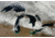 iCanvas Satellite View Of Snow Across Wisconsin, Michigan, And Canad by Stocktrek Images Canvas Print, Multi, 18x12 TRK1627-1PC3-18x12