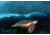 iCanvas Turtle And Sardines by Henry Jager Canvas Print, Multi, 18x12 OXM1507-1PC3-18x12