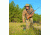 iHunt Hunting Ultimate Game Call w/ App &amp; Bluetooth Speaker Combo EDIHGC