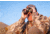Leica Geovid R 10x42mm Rangefinder Binocular, LED, Black, 40812