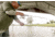 Lew's Wally Marshall Speed Shooter 100 6 ft 6 in Spinning Combo, Medium Light, 11-18906