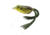 Live Target Frog Hollow Body,green/brown,1/O FGH55T508