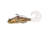 Live Target Goby soft plastic,medium sink,natural1/0 GOB80ST605