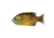 Live Target Sunfish HB,surface,copper pumpkinseed3/0 SFH75T558